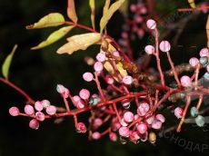 Pistacia-mutica_соплодие